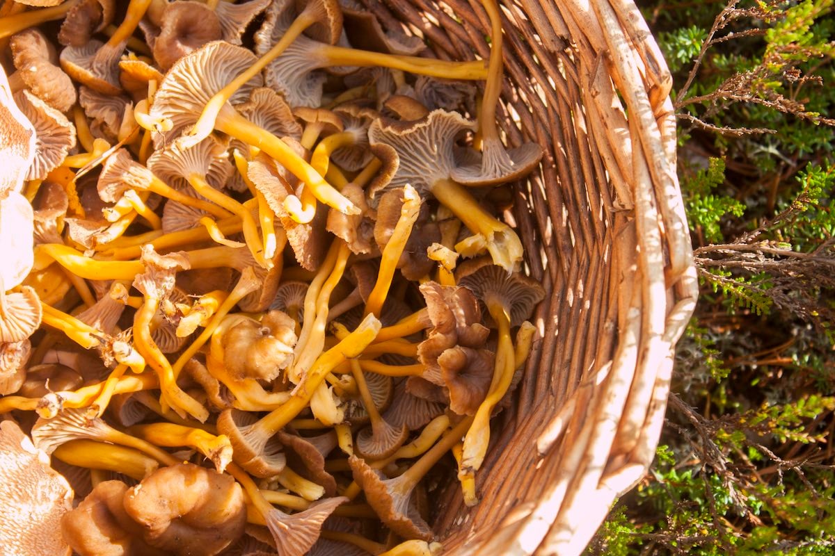 relaxed Advent miser Vielä ehdit sienimetsään – tässä kolme helppoa ja herkullista loppusyksyn  sienilajia!