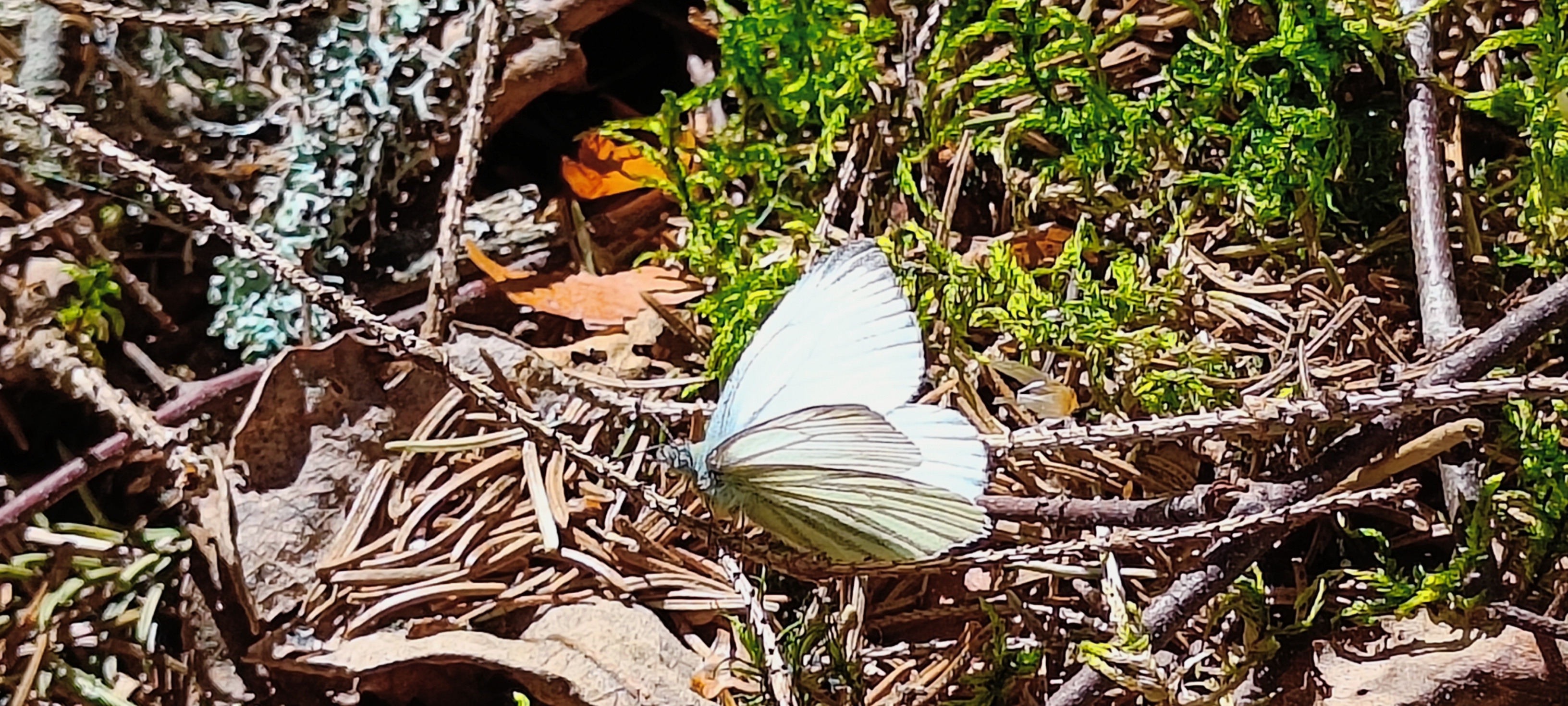 Perhonen Kuuselan metsässä. Kuva Anneli Jussila (1)